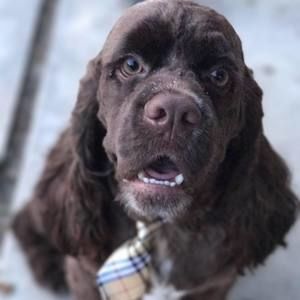 Meet your Posher, Cynthia